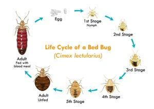 Bed bug life cycle