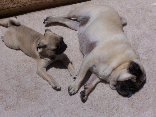 Laying in the sun with big brother!