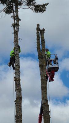 Treescapes Pruning And Removal Specialist