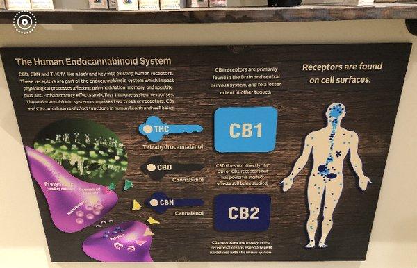 What is CBD?