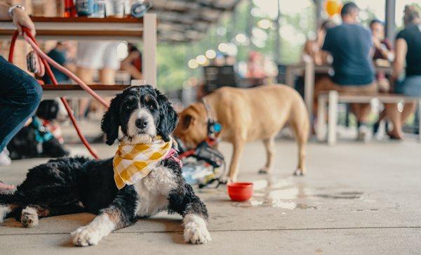 We love our Banks porch pups!