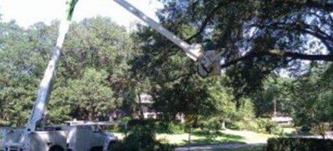 Hickman Tree Service