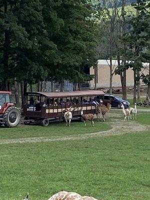 Open-air tram in the animal park. Some are pulled by tractors while others are converted school busses.