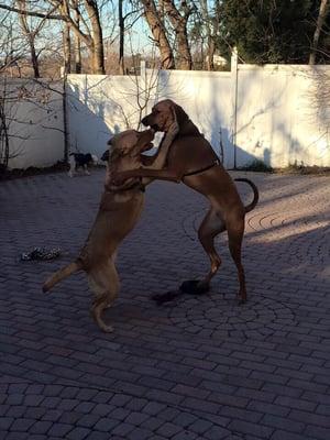 Sirius playing with his friend