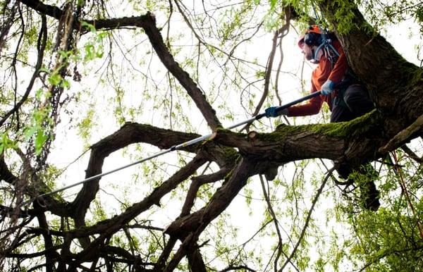 Making end weight reduction cuts far out on large branches high in the sky to reduce risk of failure