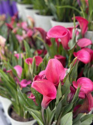 Beautiful Calla Lilies