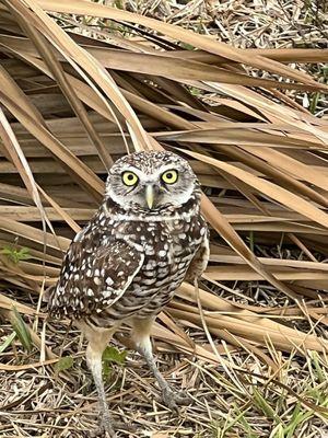 Burrowing Owl