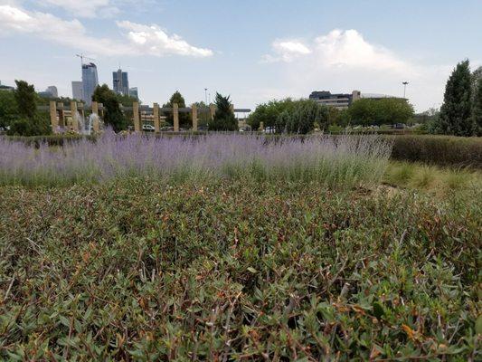 The blooming gardens up close with the Denver skyline and Pepsi Center up in the distance.