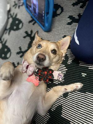 At home with her little Christmas bow Molly put on her