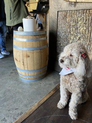 Catering to & allowing dogs is always a quick way to our hearts for any business. Having treats ready is such a great treat!