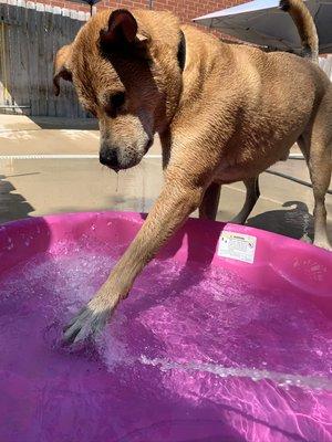 Leo testing the waters.