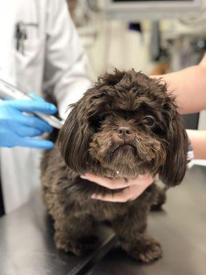 Our adorable patient Teddy receiving a cryosurgery treatment to remove a small skin growth.  No sedation required for most cryo procedures!