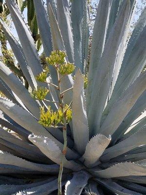 Lots of different cacti around. TONS! And lots of lizards to see. My 6yr old loves it