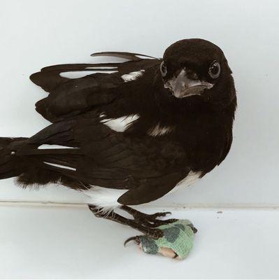 A homemade splint for this Magpie's clubfoot.