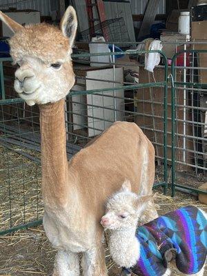 Brand new baby alpaca and it's mama!