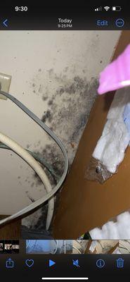 BLACK MOLD