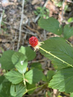 Unripe blackberry