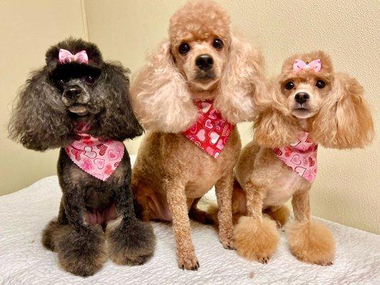 Grooming Department at Brighton Loves their poodles!