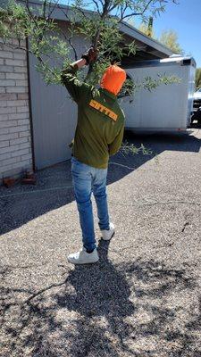 Cutter Tree Service