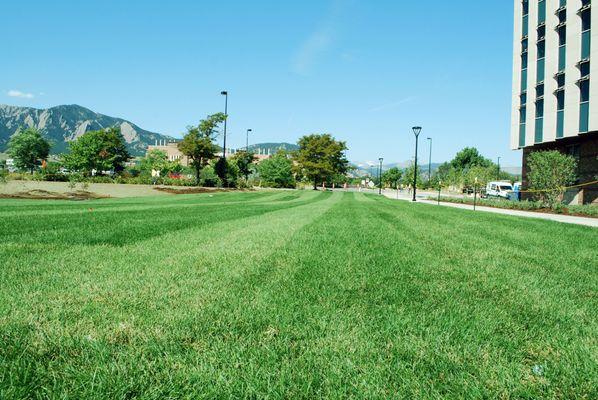 Graff's Turf Sod Installation in Boulder, CO