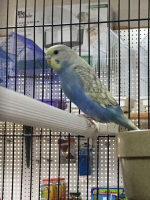 Parakeet