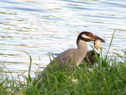 Wildlife @ Bayou Marino RV Park