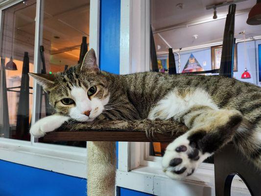 Nine Lives Cat Cafe