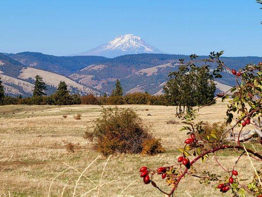 Mt. Adams