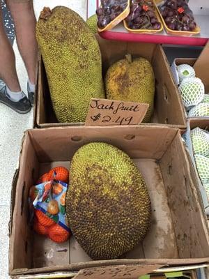 Enormous jack fruit