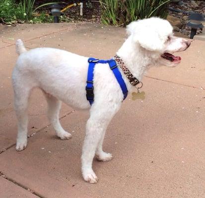 Never realized his legs were so long!  Short cut on rescue dog (11lb Morkie-poo?)