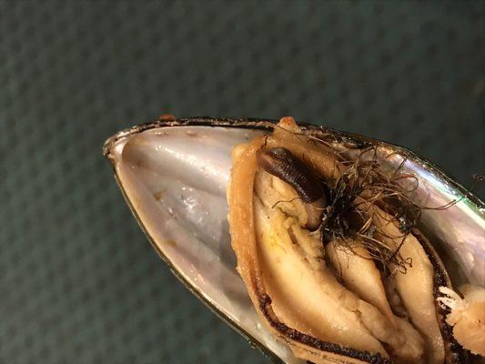 Some people are funny!this shellfish named Mussel. Sometimes have this  inside, it's perfectly regular, and NOT A WORM!