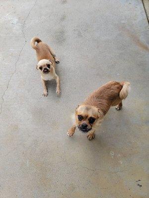 Two happy puggles!