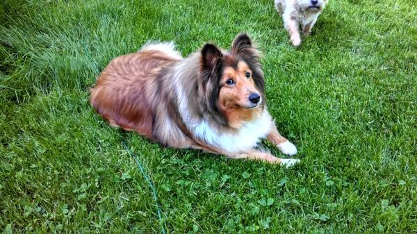 Another happy dog. His hair would mat and Dirty Paws kept it sleek and tangle  free.