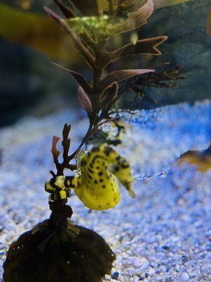 Loveland Living Planet Aquarium