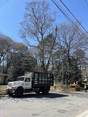 Oak removal in Atlanta today.