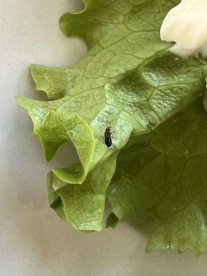 Bug found on my lettuce, nobody even apologized about it!