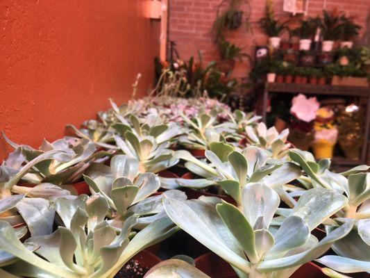 Succulents galore in our plant room