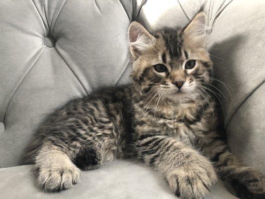 Polydactyl, longhaired female pixiebob kitten