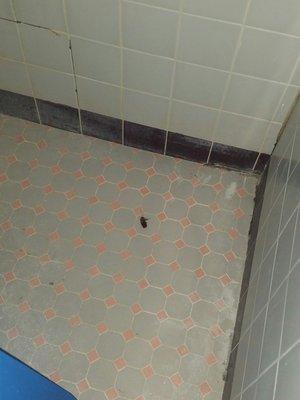 Dead big roach in shower