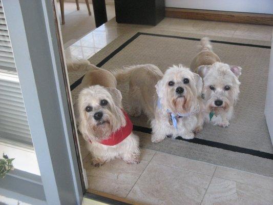 2000-2012 - 3 Dandie DinmontTerriers
 Claymore, Clarence and Conan