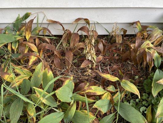 killed this entire section plants to hit two weeds. When I confronted them about it, the reply was 'there was some clover there'