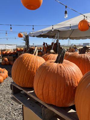 Seasonal Farms