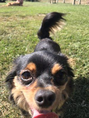 Happy medium haired Chihuahua mix