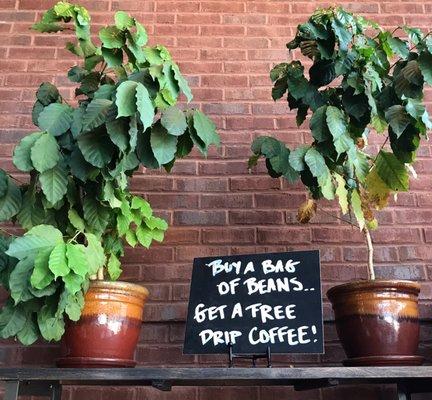 Buy a bag of beans and get a free drip coffee