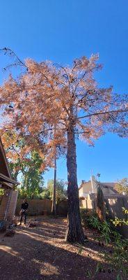 Dead pine tree in the backyard in a tight area. 
Safely removed and cleaned.