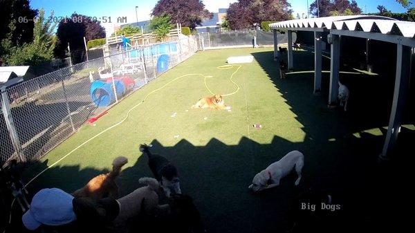 This is an example picture from their camera system of the big dog outside area.