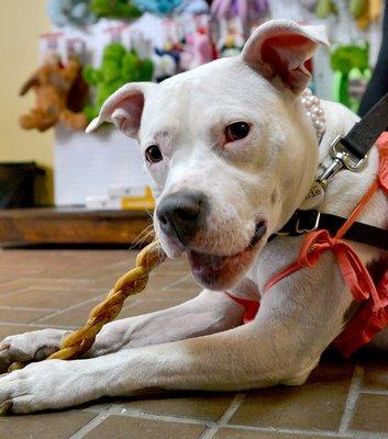 Orphan Annie enjoying a Bully Stick, an all natural chew.