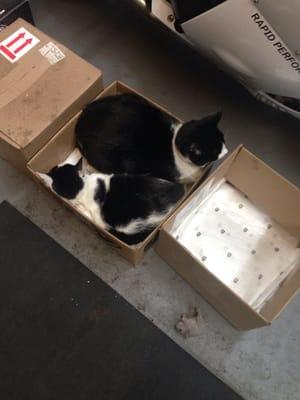 Shop cats