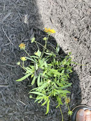 Yellow flowers they planted on the first day in place of red perennials.