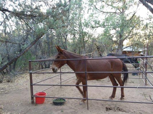 Sturdy stalls.